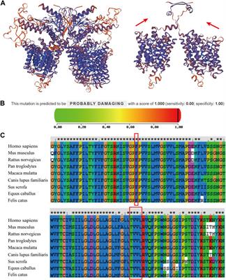 Non-syndromic enlarged vestibular aqueduct caused by novel compound mutations of the SLC26A4 gene: a case report and literature review